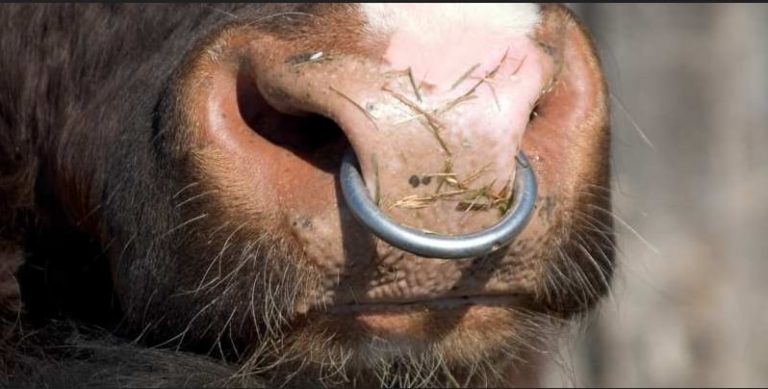 Why Do Bulls Have Nose Rings? - webgameplayer.com